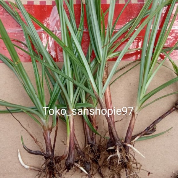 

Rumput teki segar 300 gram