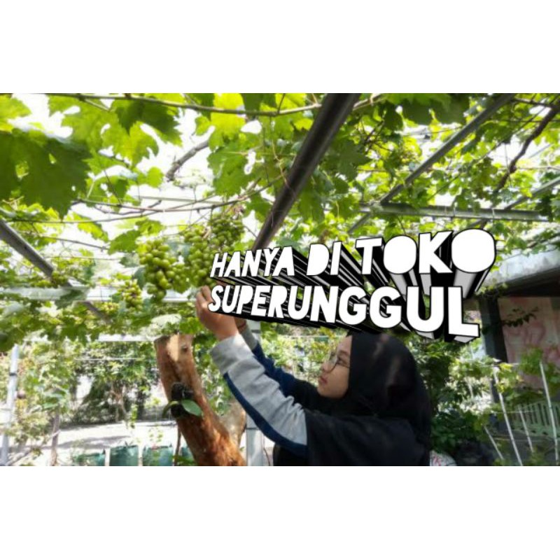 Bibit Anggur Import Jenis Jupiter Asli  Super