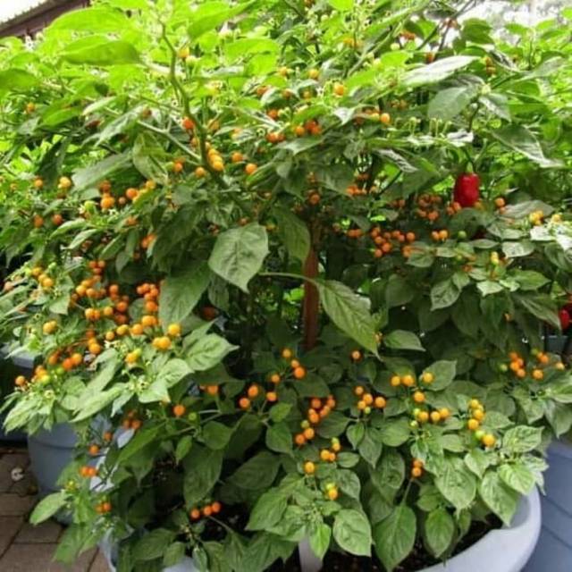 Benih - Biji - Bibit Cabe Hias Cabe Unik Cabai Termahal Aji Charapita