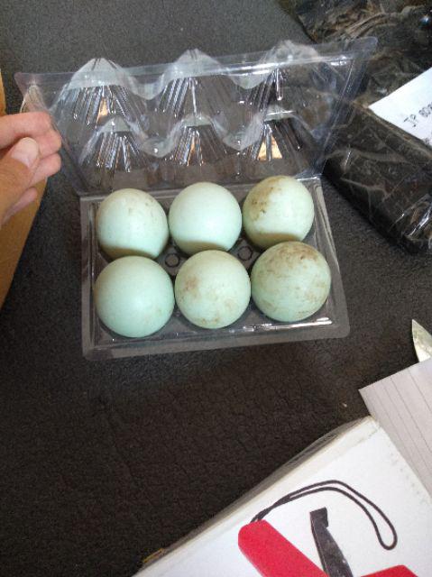 Mika Telur Isi 6 | Grosir Mika Tray Telur Termurah