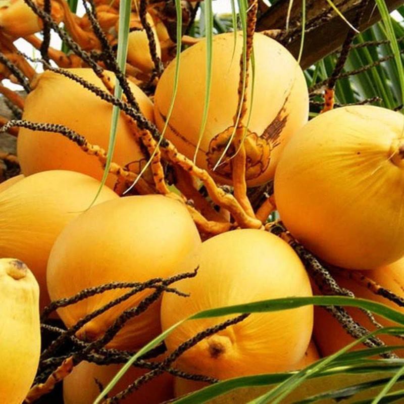 

buah kelapa gading kuning segar