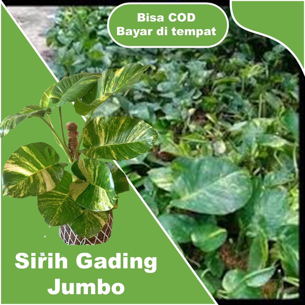 Tanaman hias monstera rhaisa monstera Epipremnum aureum sirih gading jumbo sudah tumbuh subur