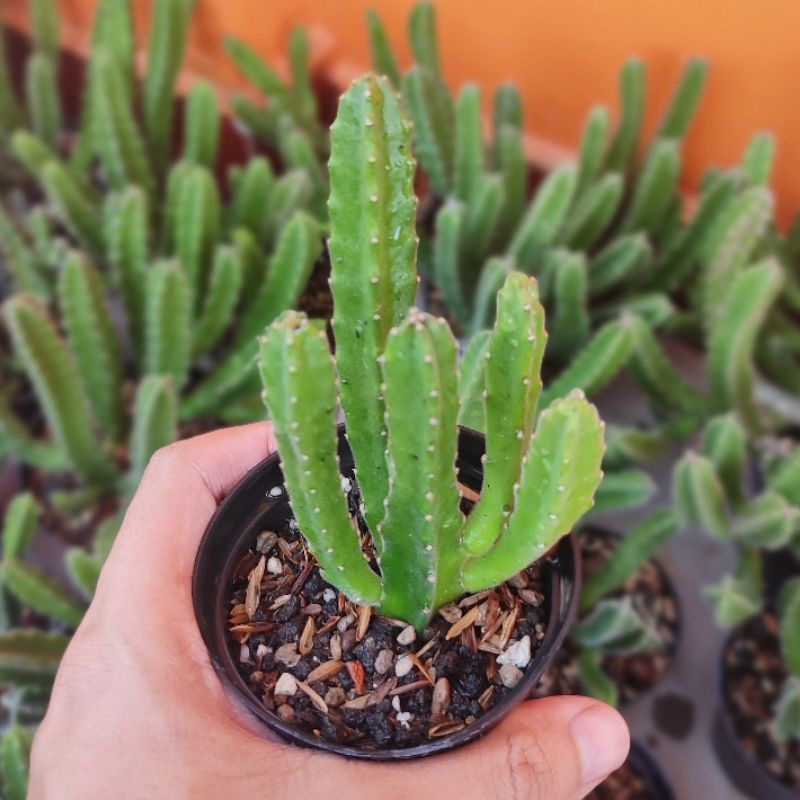 Staphelia Sukulen Tanduk Rusa Ukuran Kecil pot 8cm