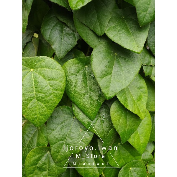 

Daun Cincau Bulu Cincau Segar Cincau Sehat Cincau Mantab
