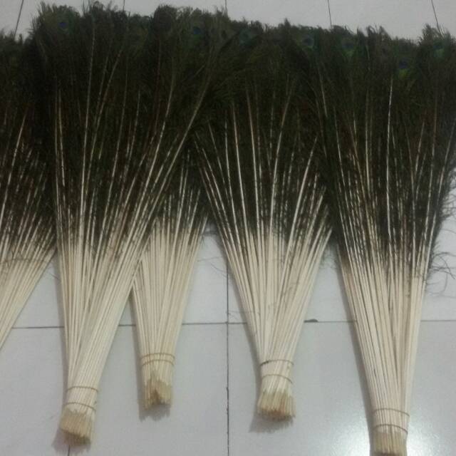 Bulu merak india asli super 90cm-100cm