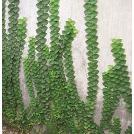 jual dollar rambat/climbing dollar