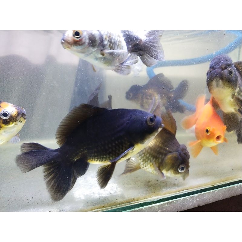 Koki Oranda Dewasa (Indukan)