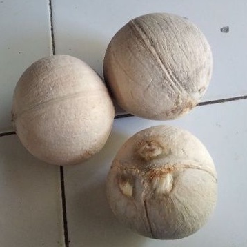 

Kelapa Kopyor Genjah