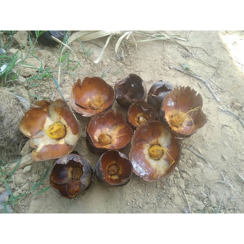 

Kelopak Buah Siwalan (1 kg)