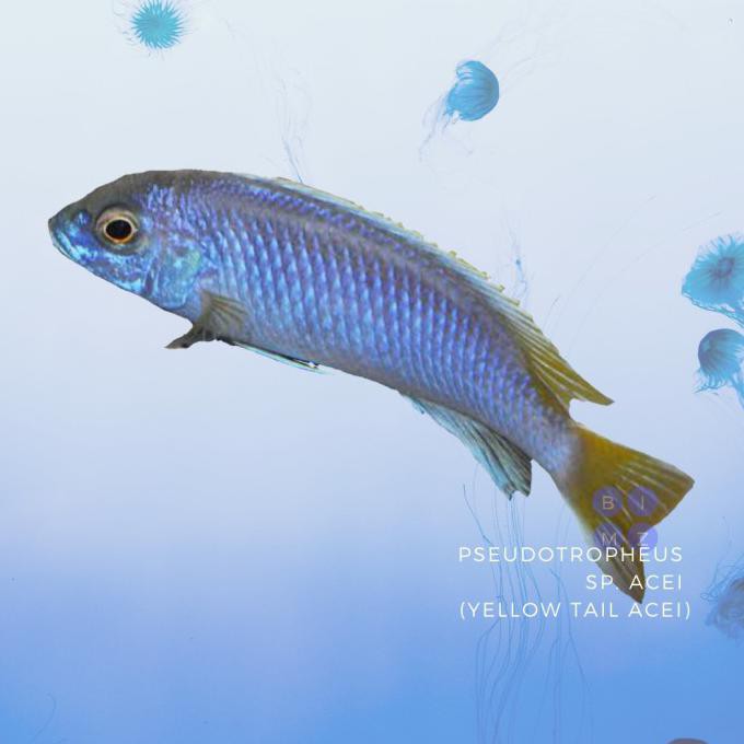 Promo Acei Yl Cichlid