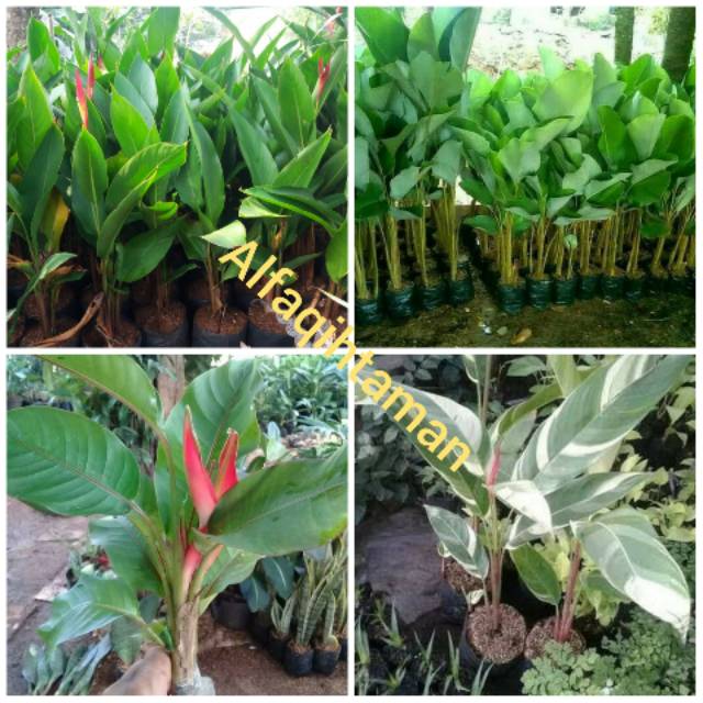 Paket 4 tanaman hias pisang-pisangan - helocornia - helocornia varigata - pisang bali - lutea