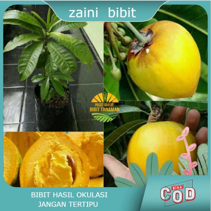 Bibit Anggur Sawo Mentega alkaesa Termurah