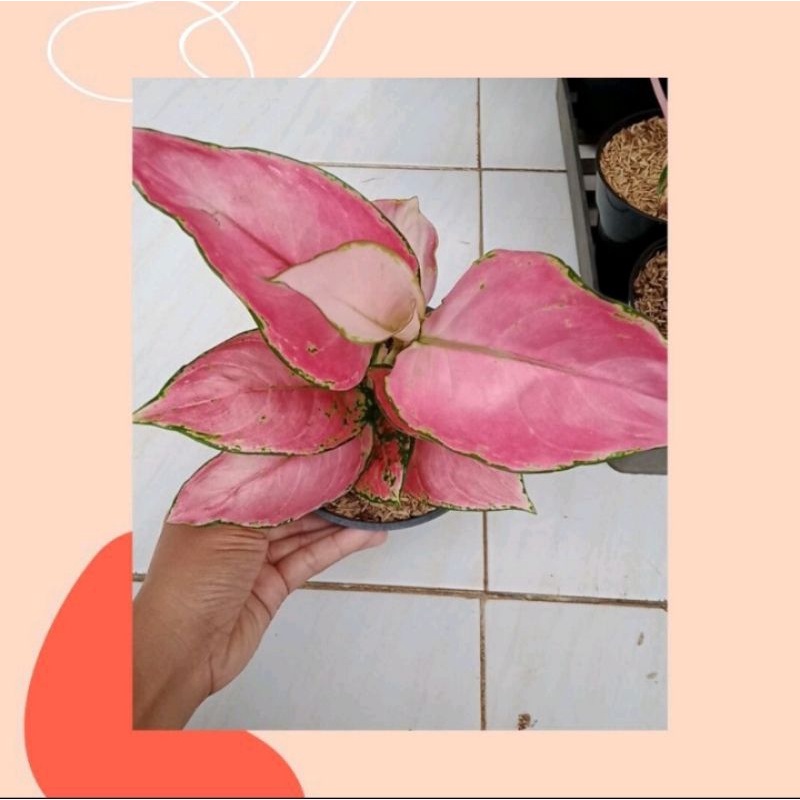 aglonema pink catrinan//aglonema rimbun murah bisa COD