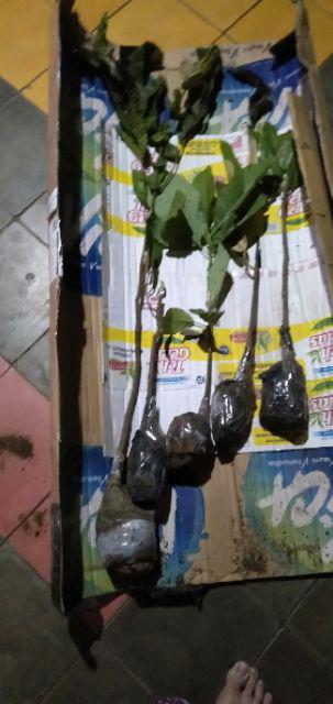 Bibit Durian Udang Merah