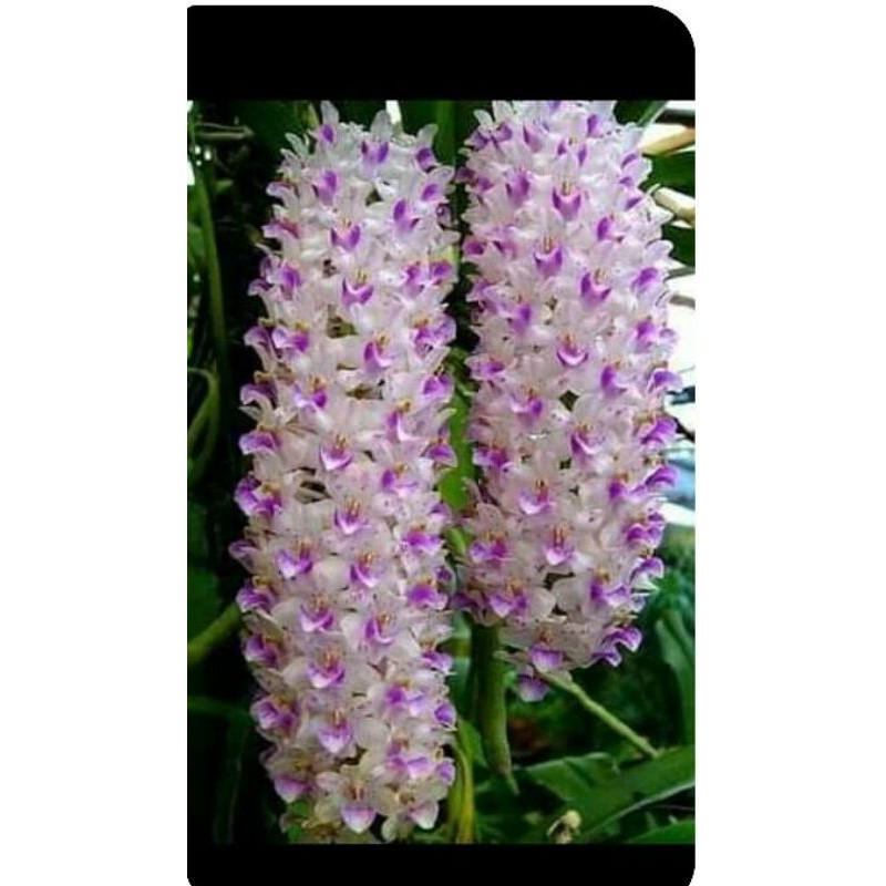 vanda retusa/ekor tupai knop