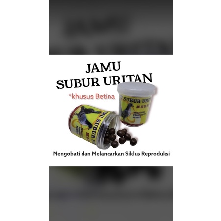 subur uritan/mengatasi merpati macet nelur