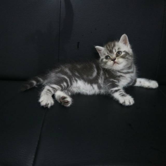 Kitten bsh mix scotish sold out