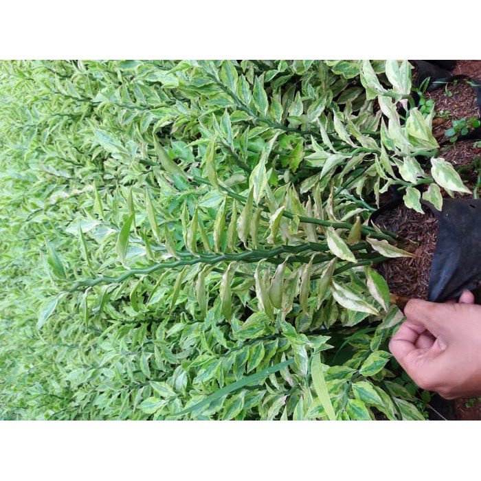 Tanaman perdu Zigzag plant tanaman patah tulang euphorbia Tirucalli
