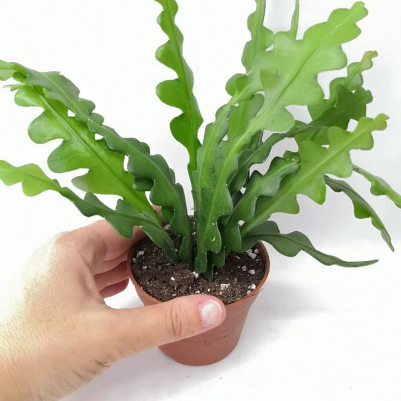 Tanaman hias hidup wijaya kusuma keris random bisa pilih warna - hiasan taman bunga hidup