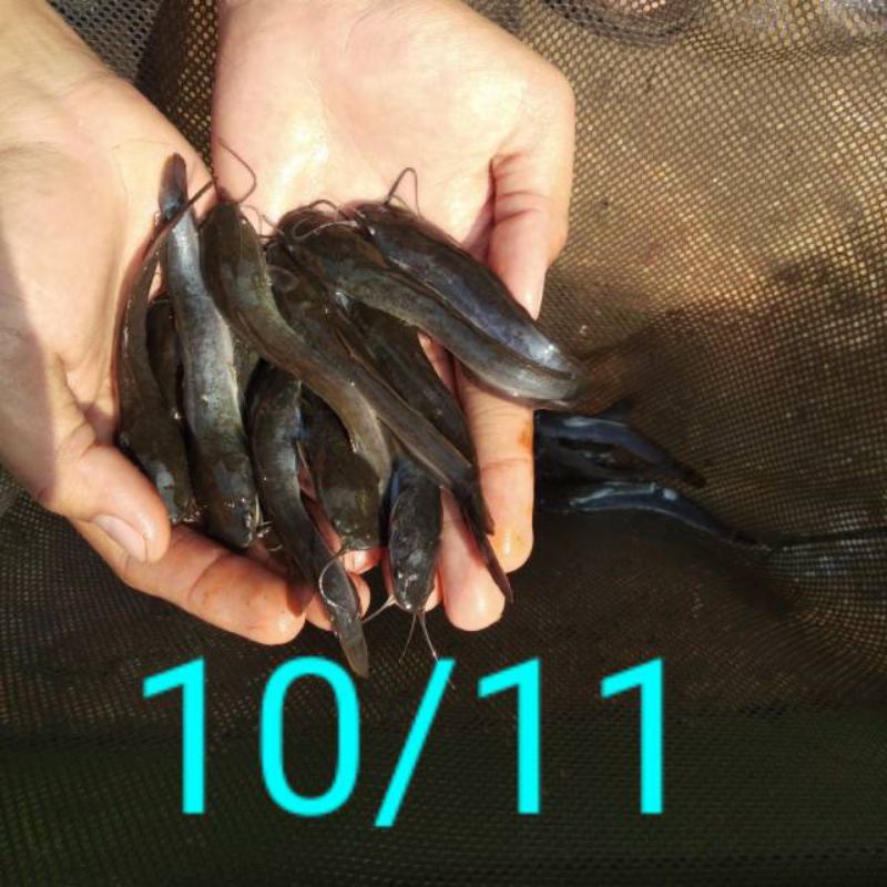 bibit ikan lele ukuran 10-11 cm