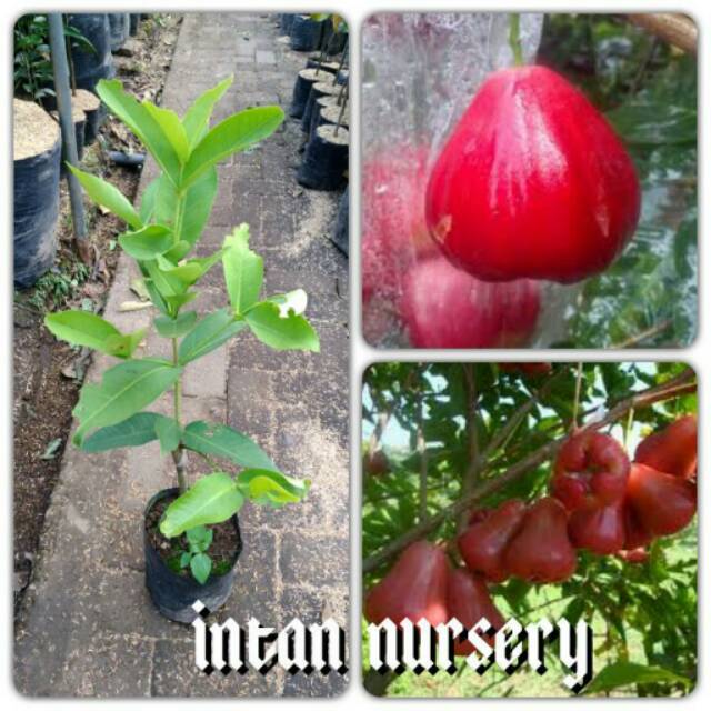 jambu red