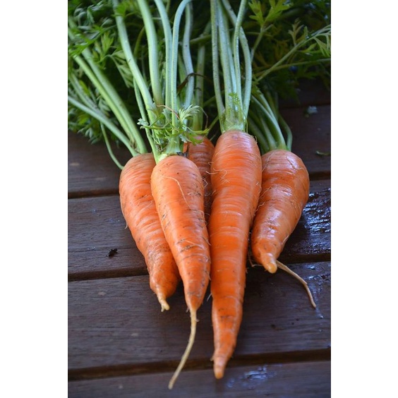 Benih Bibit Wortel 100 Benih Dua Ribuan PG KDR