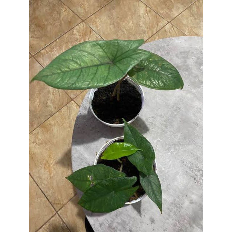 PROMO Beby tanaman hias alocasia scalprum anak ukuran 1-2daun