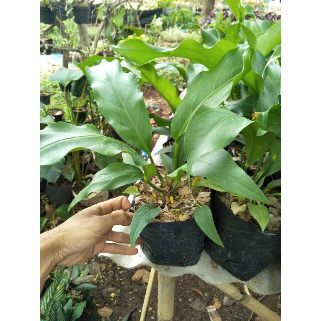 Tanaman hias indoor anthurium gelombang cinta