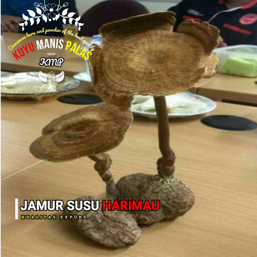 

Jamur Susu Harimau No 1 Indonesia Export Quality 150 gr up