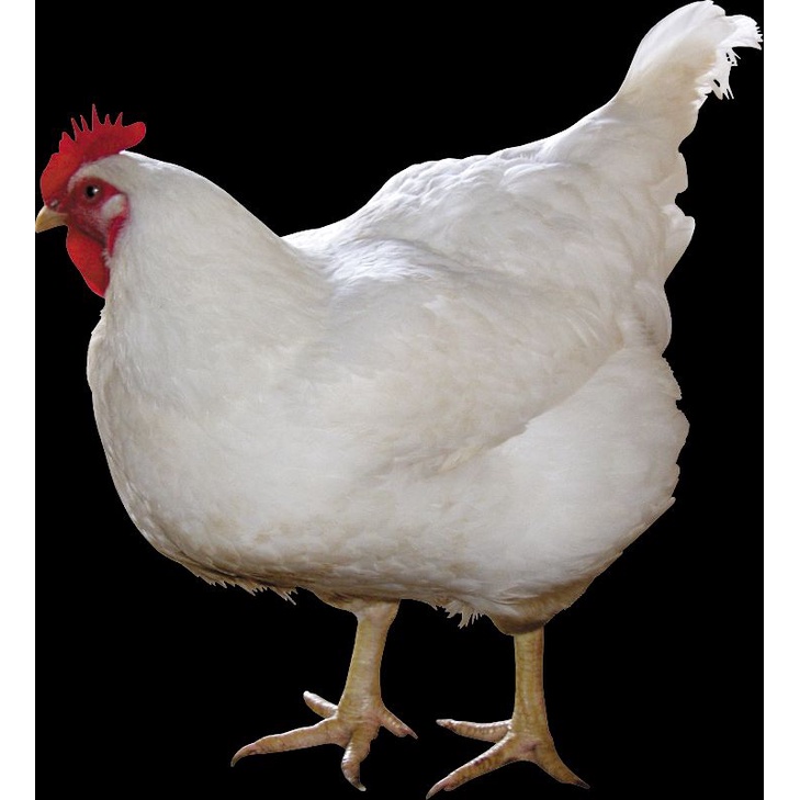 

Ayam potong putih