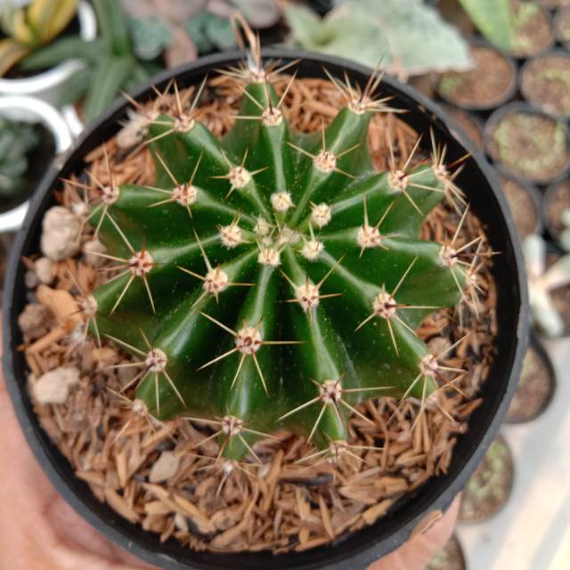 kaktus ownroot ecinopsis medium