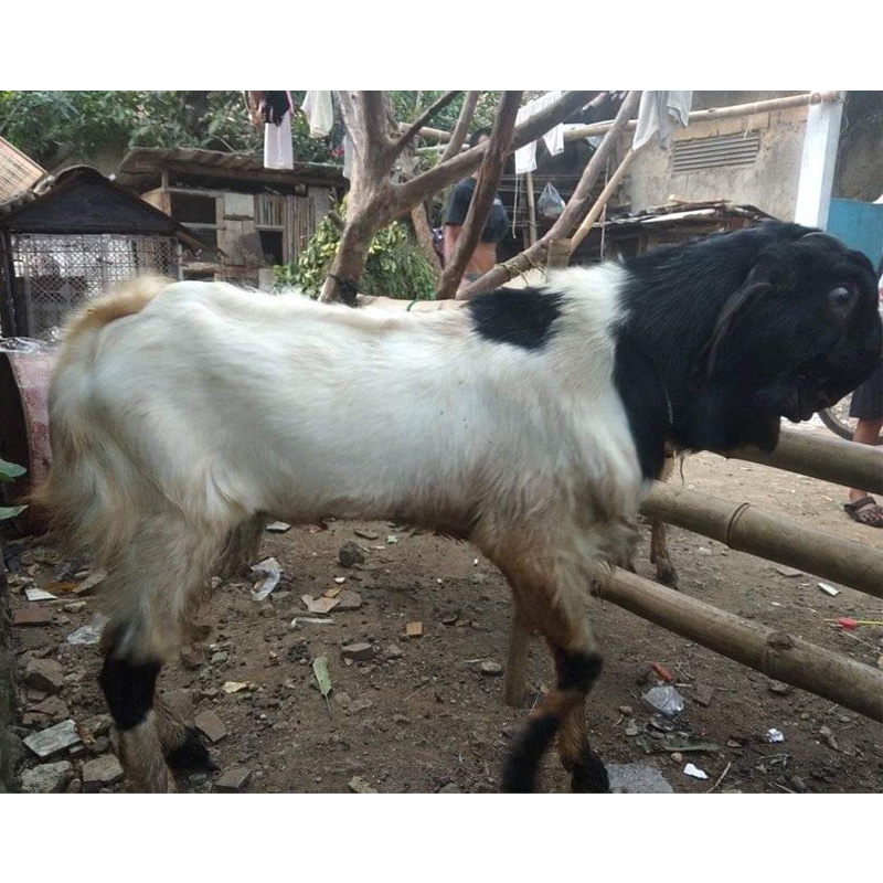 kambing jawarandu    30kg  tebar qurban patungan 7 orang   terima daging 