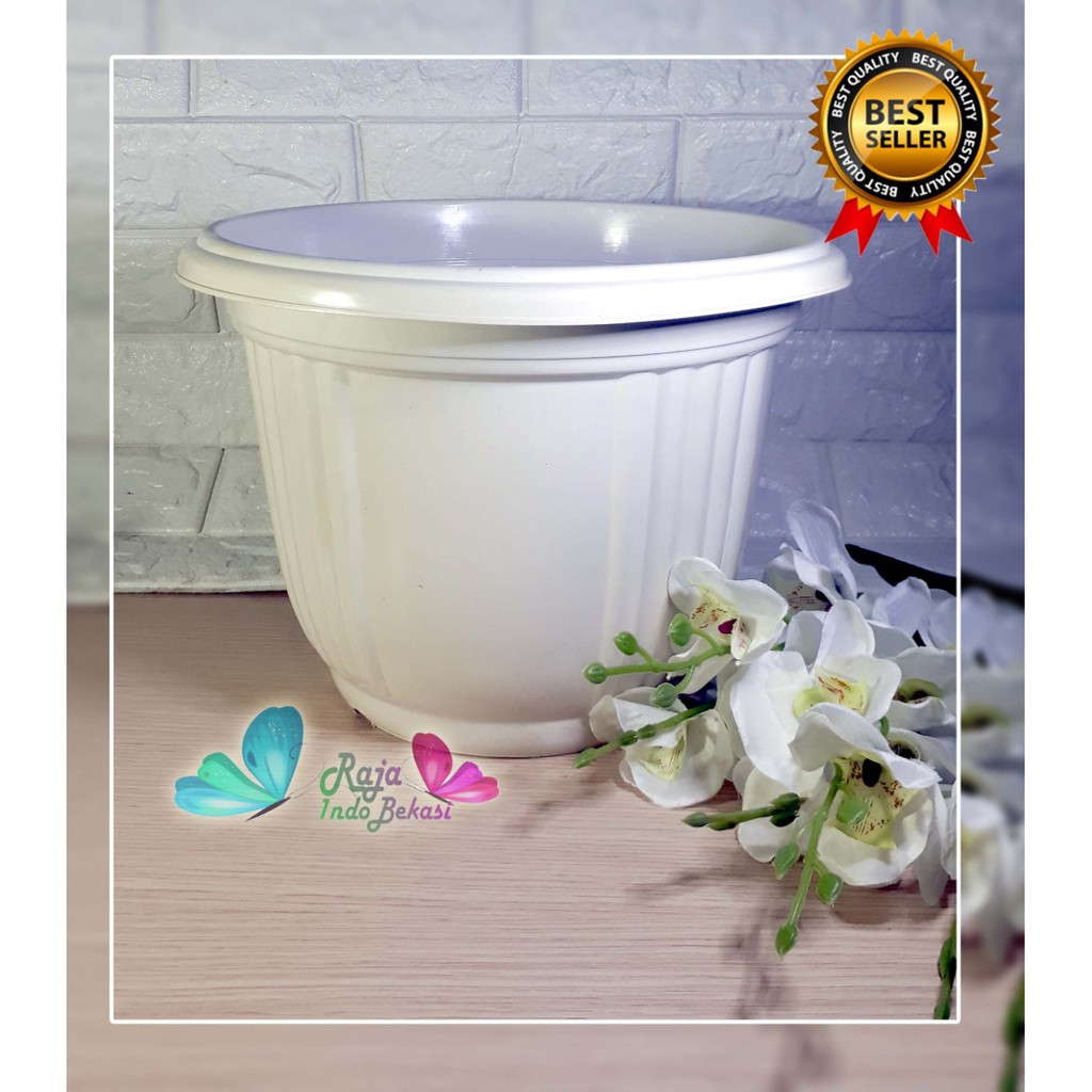 Pot tulip 30 krem jupiter pot bunga tanaman hias tanaman Pot tulip 30 krem jupiter pot bunga tanaman hias tanaman