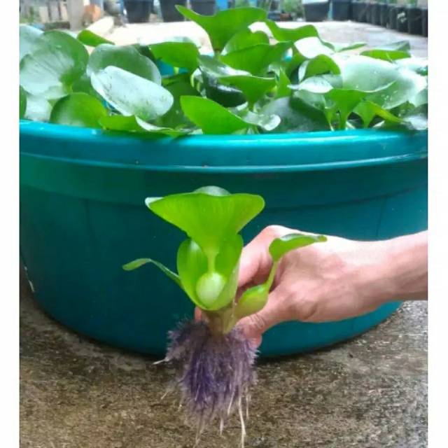 Eceng Gondok - Tanaman Air Eceng gondok