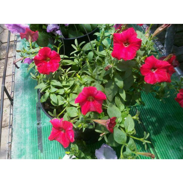App Tanaman Bunga Petunia Hybrida Pot Gantung Bibit Tanaman Hias Bunga Terbaik Shopee Indonesia
