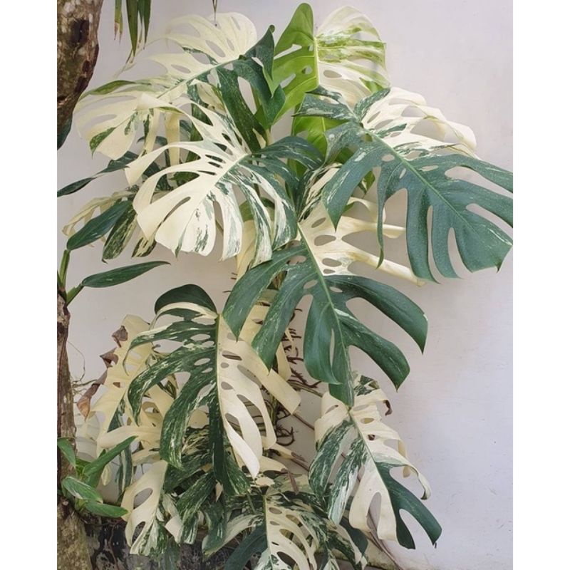 Promo bibit tanaman hias monstera king varigata / bonggol monstera king varigata