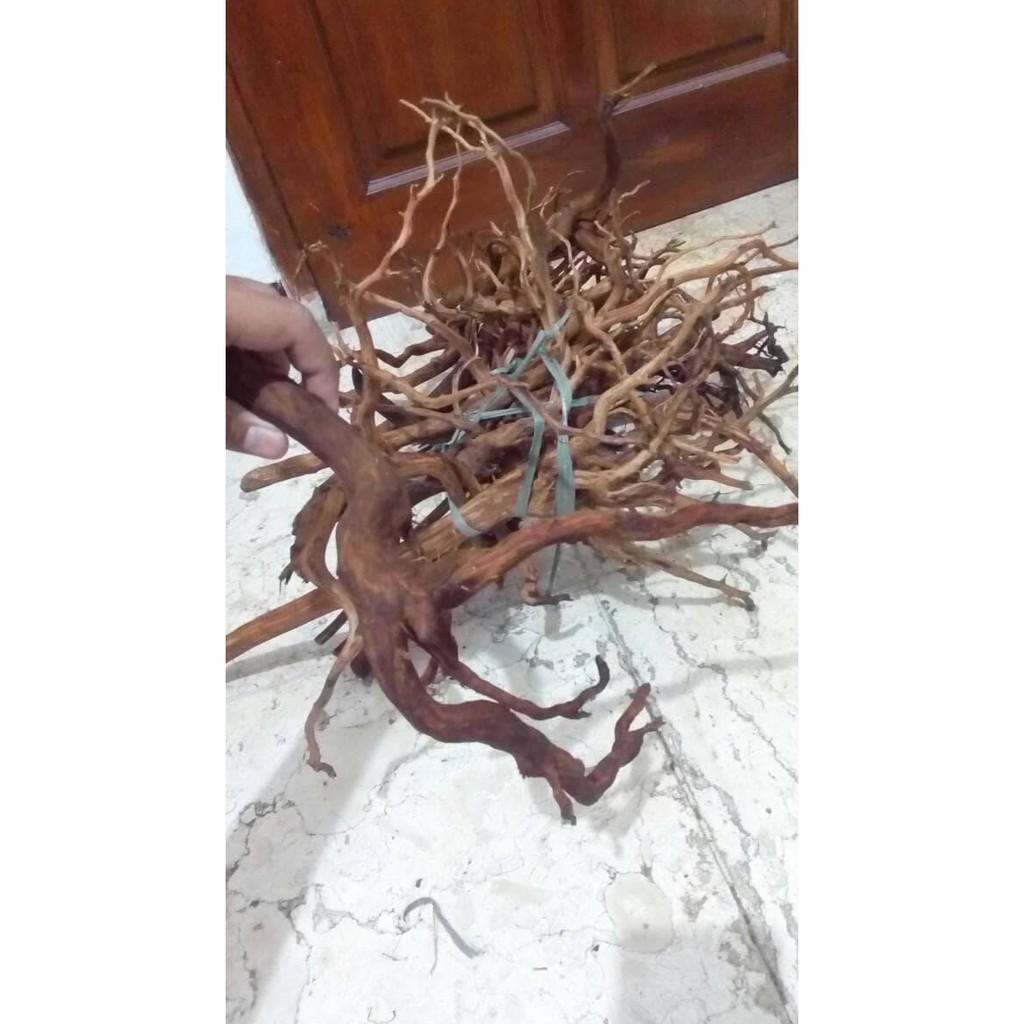 Kayu Aquascape Akar Rasamala Kupas Kualitas Oke