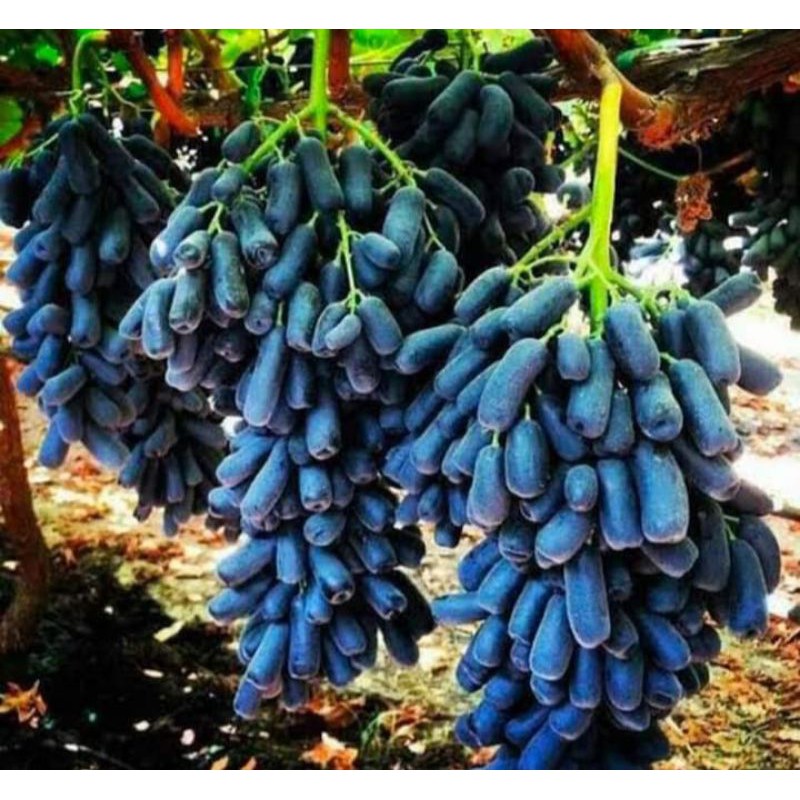 Bibit Anggur Import Moondrop (Bibit Anggur Stek/Grafting) Bibit Anggur