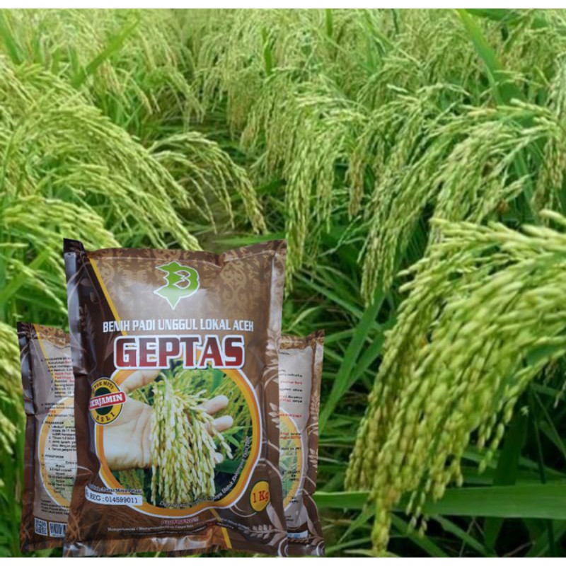 Benih Bibit Padi GEPTAS Asli