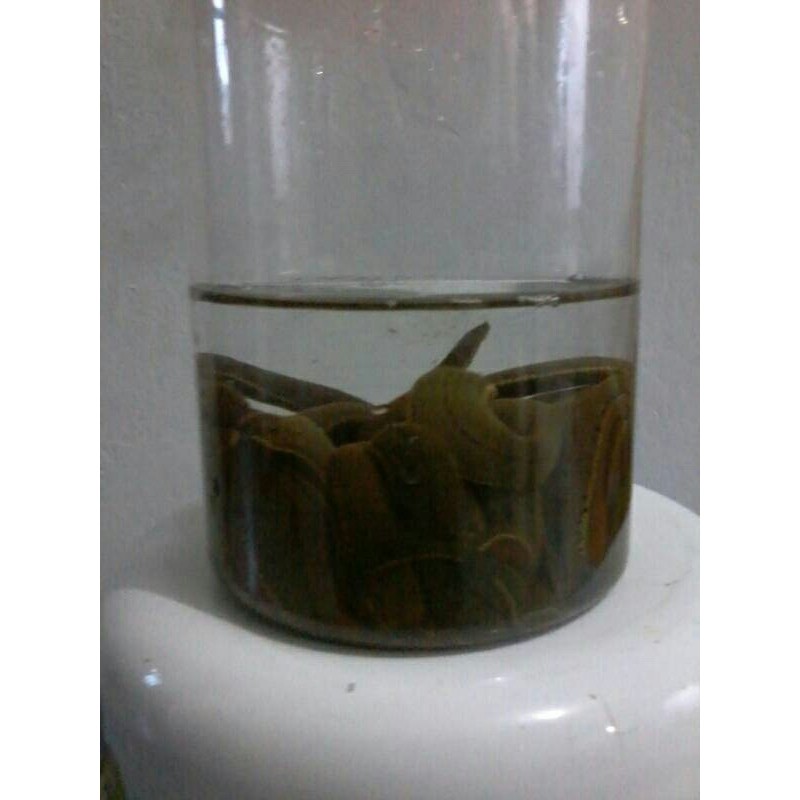 Lintah steril lintah terapi lintah hidup isi 10 pcs