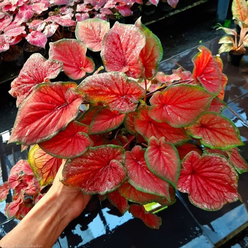 TANAMAN CALADIUM RED JAGUAR KELADI JAGUAR MERAH