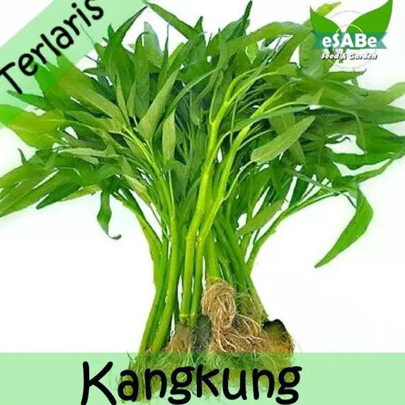 Benih Kangkung Darat Kangkung Cabut Biji Benih Sayuran Organik Hidroponik Kebun Sawah 100 Biji