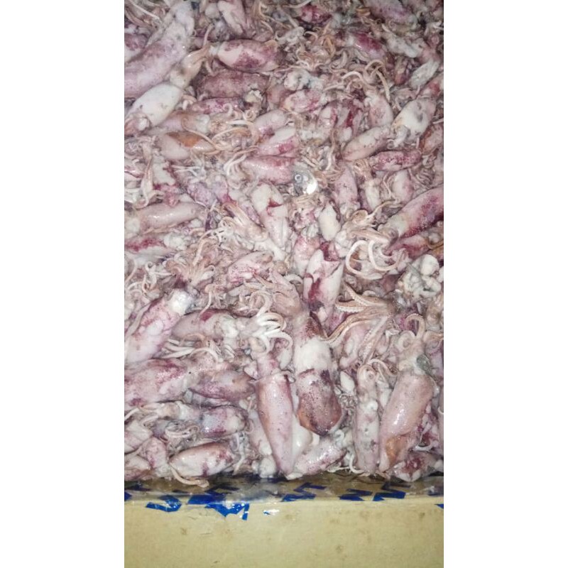 

cumi-cumi