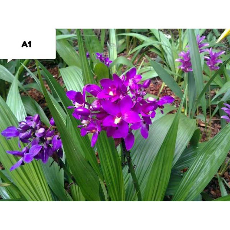 Tanaman hias anggrek tanah - 9 macam jenis pohon anggrek tanah.