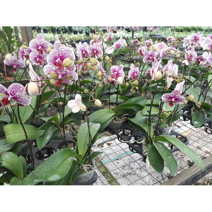 Bibit Tanaman bibit  anggrek bulan taiwan tutul