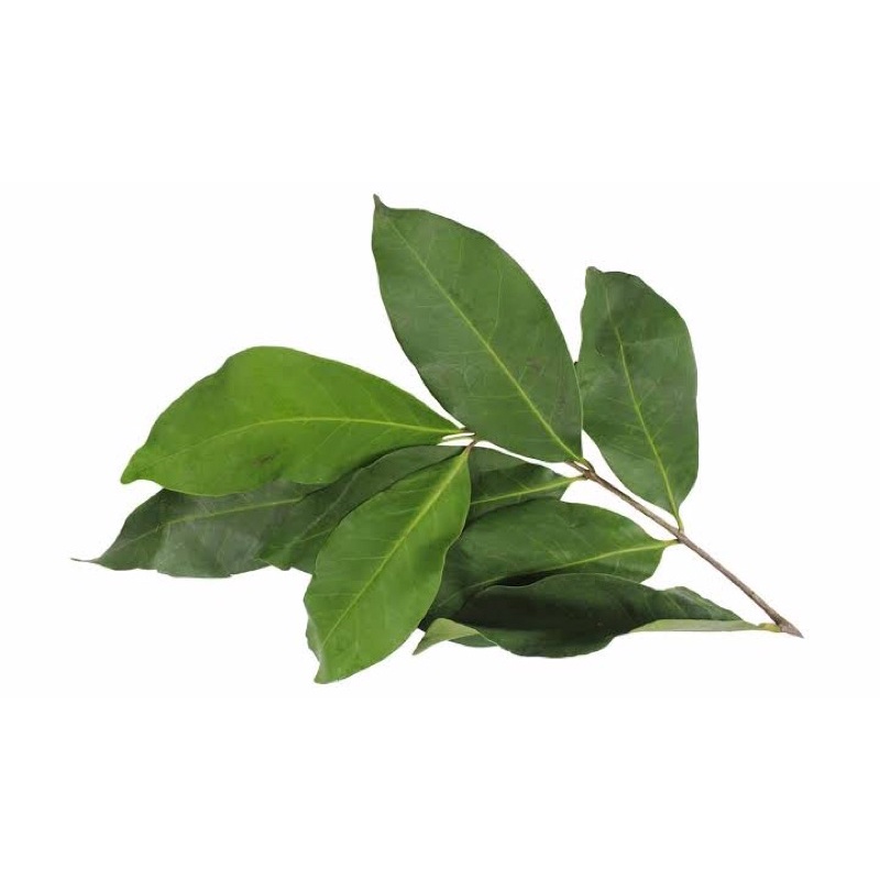 

Daun Salam / Indonesia Bay Leaf