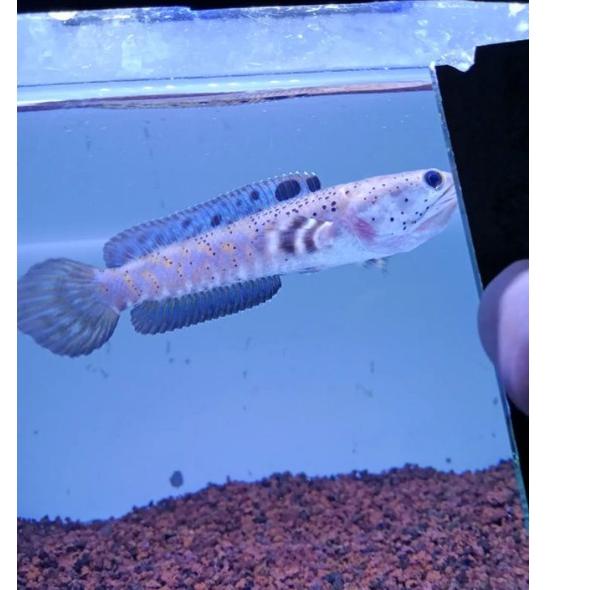 Paling Diminati.. Channa blue pulchra 10-12 cm flaring predator fish