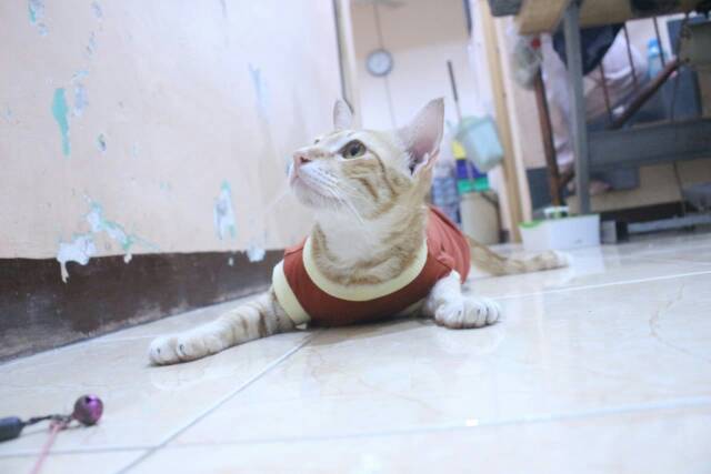 Kaos rumahan untuk kucing dan anjing warna coklat / baju kucing murah size S M L XL