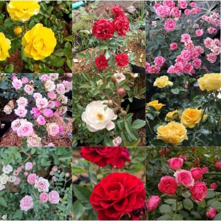 MAWAR BABY TANAMAN BABY ROSE MAWAR BABY ROSE MUNGIL CANTIK MURAH