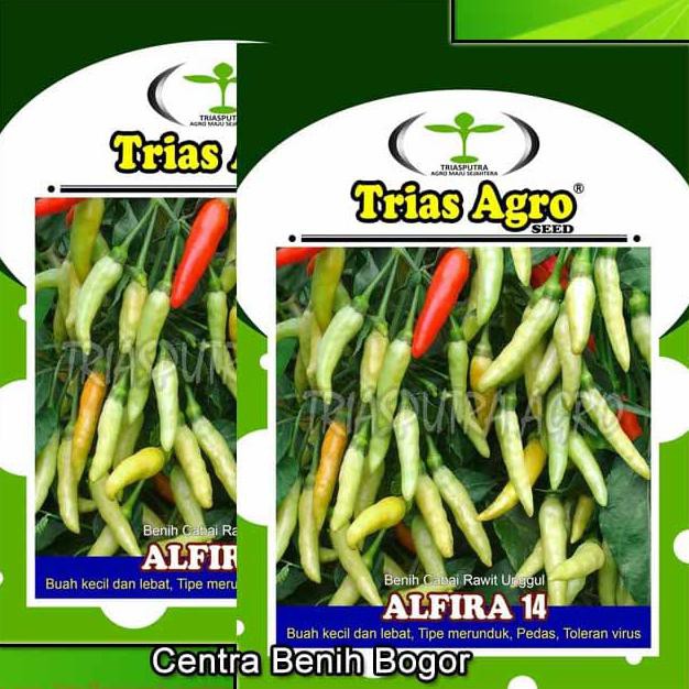 Produk Ready Benih Cabe Rawit Putih Merunduk Alfira 14 Isi 10 Gr - Bibit Cabe